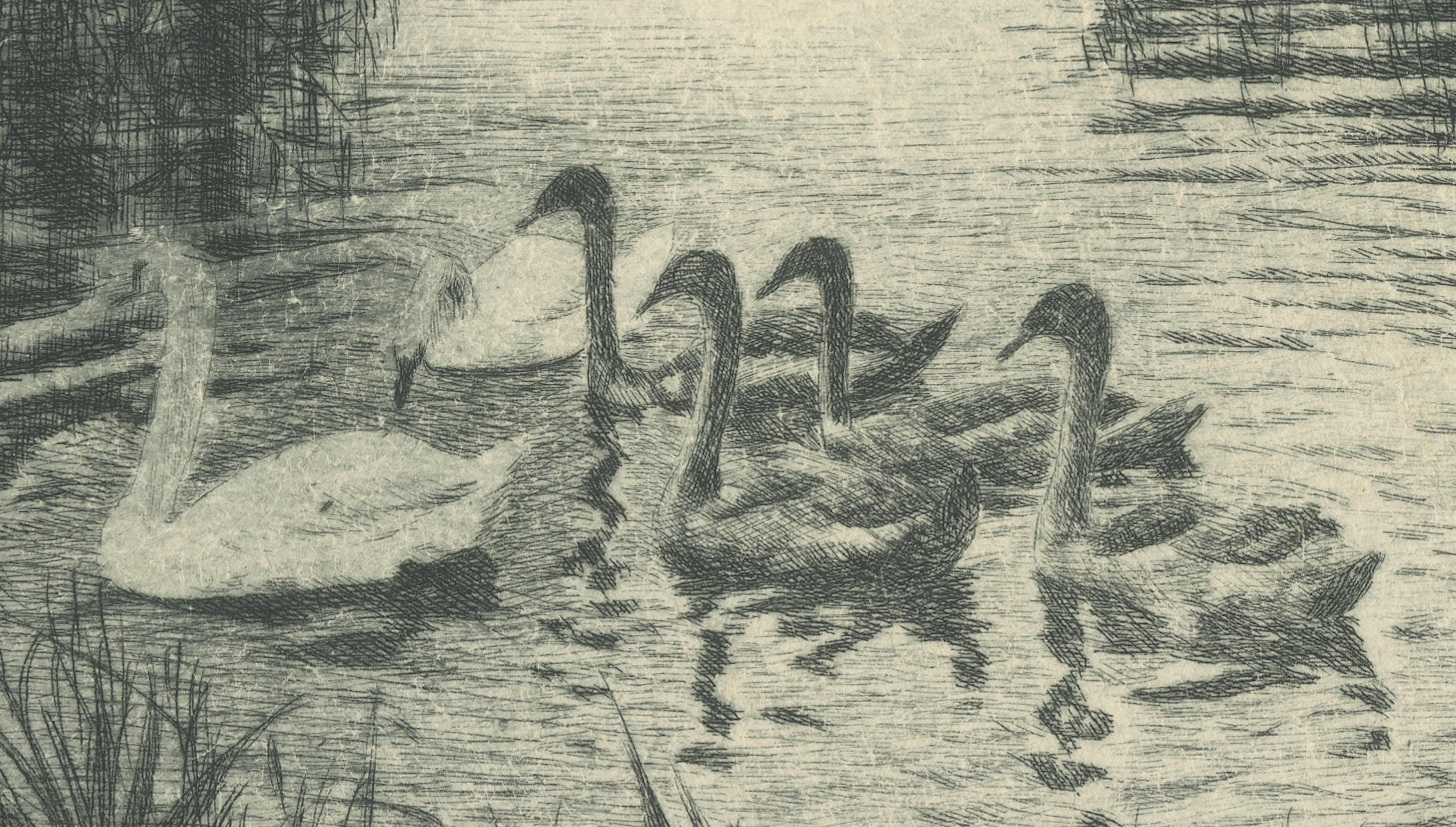 Marsh Landscape with Swans – Atmospheric German Etching, c.1910