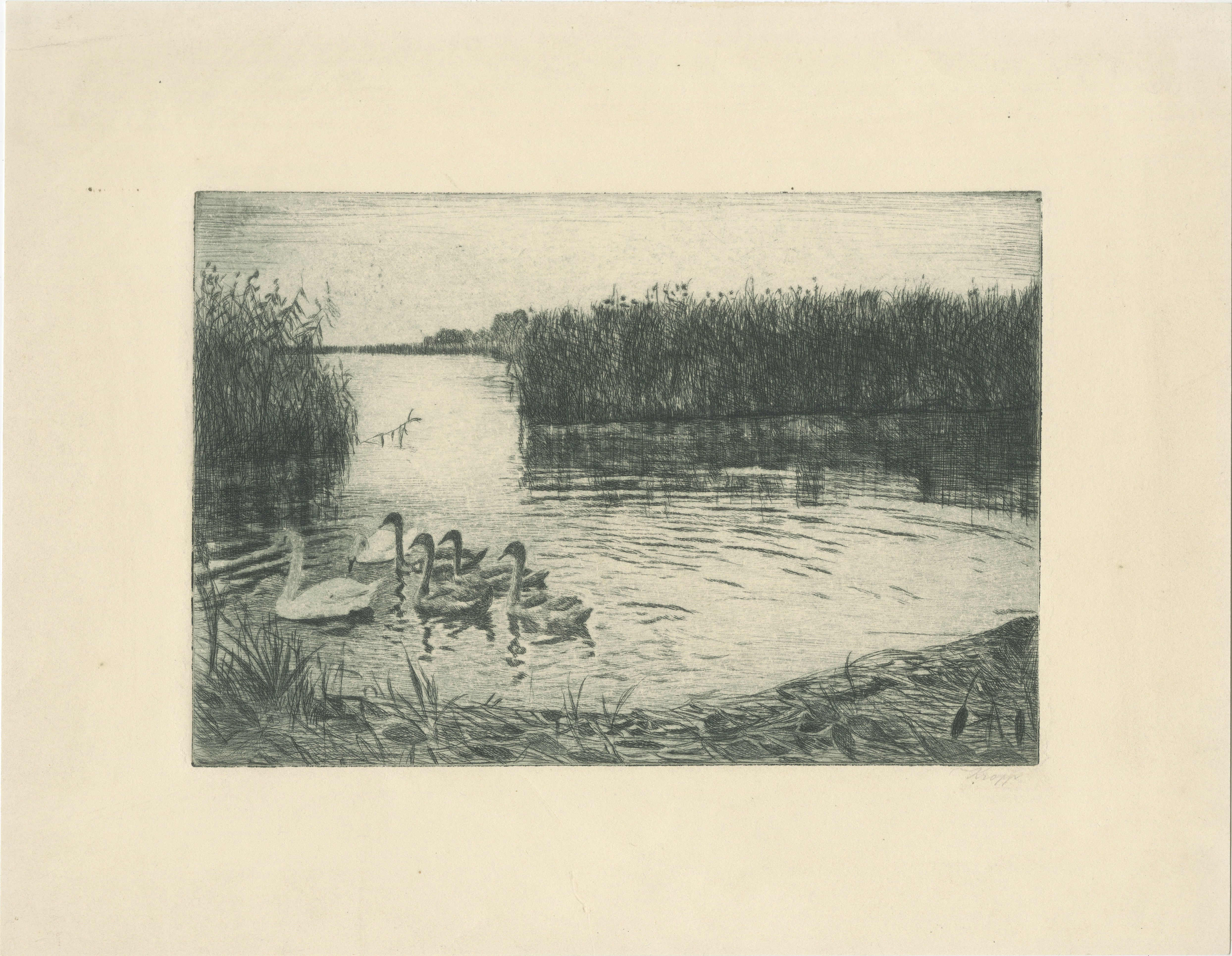 Marsh Landscape with Swans – Atmospheric German Etching, c.1910 For Sale
