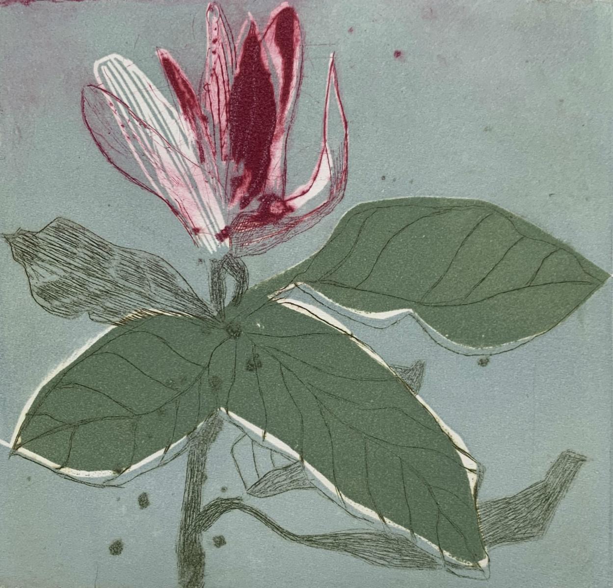 Marta Wakula-Mac Still-Life Print - Magnolia 10 - Contemporary Figurative Drypoint Etching Print, Flower, Floral