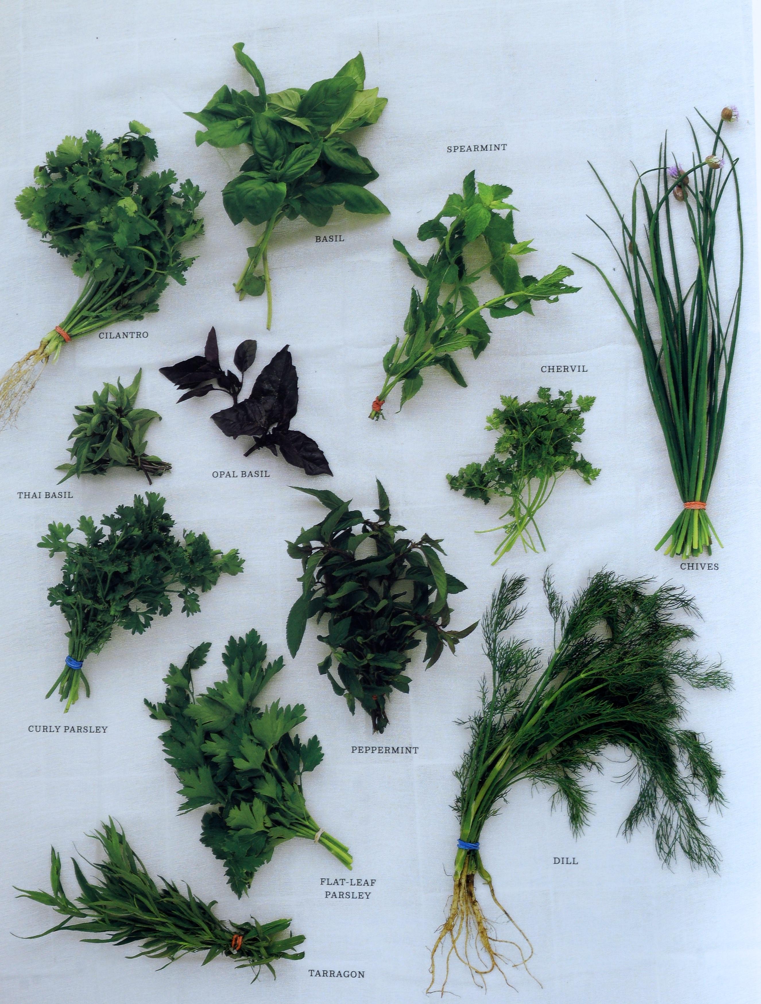 Americano La scuola di cucina di Martha Stewart: Lezioni e ricette per il cuoco di casa: Un libro di cucina in vendita