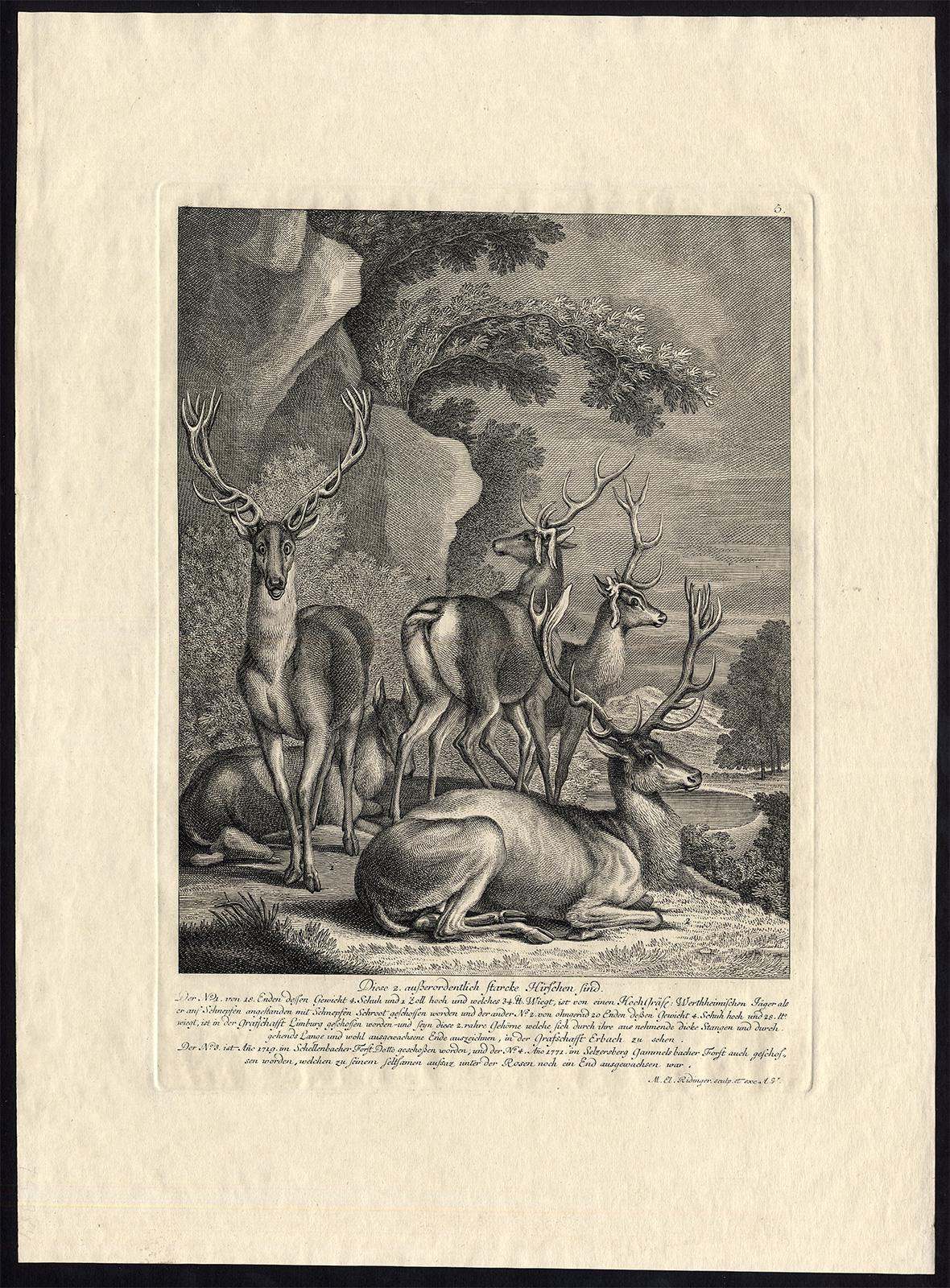 Antique hunting scene print with five deers by Ridinger - Engraving - 18th centu - Print by Martin Elias Ridinger