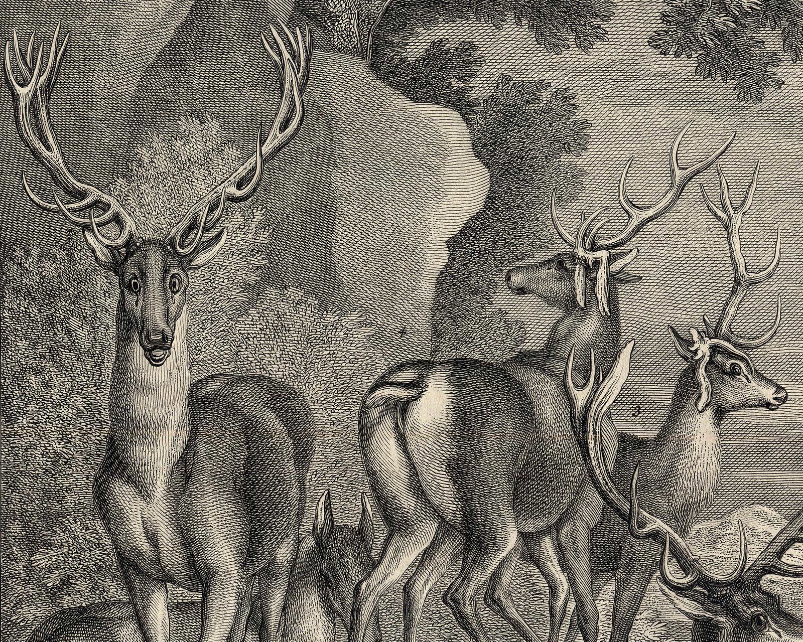 Antique hunting scene print with five deers by Ridinger - Engraving - 18th centu - Old Masters Print by Martin Elias Ridinger
