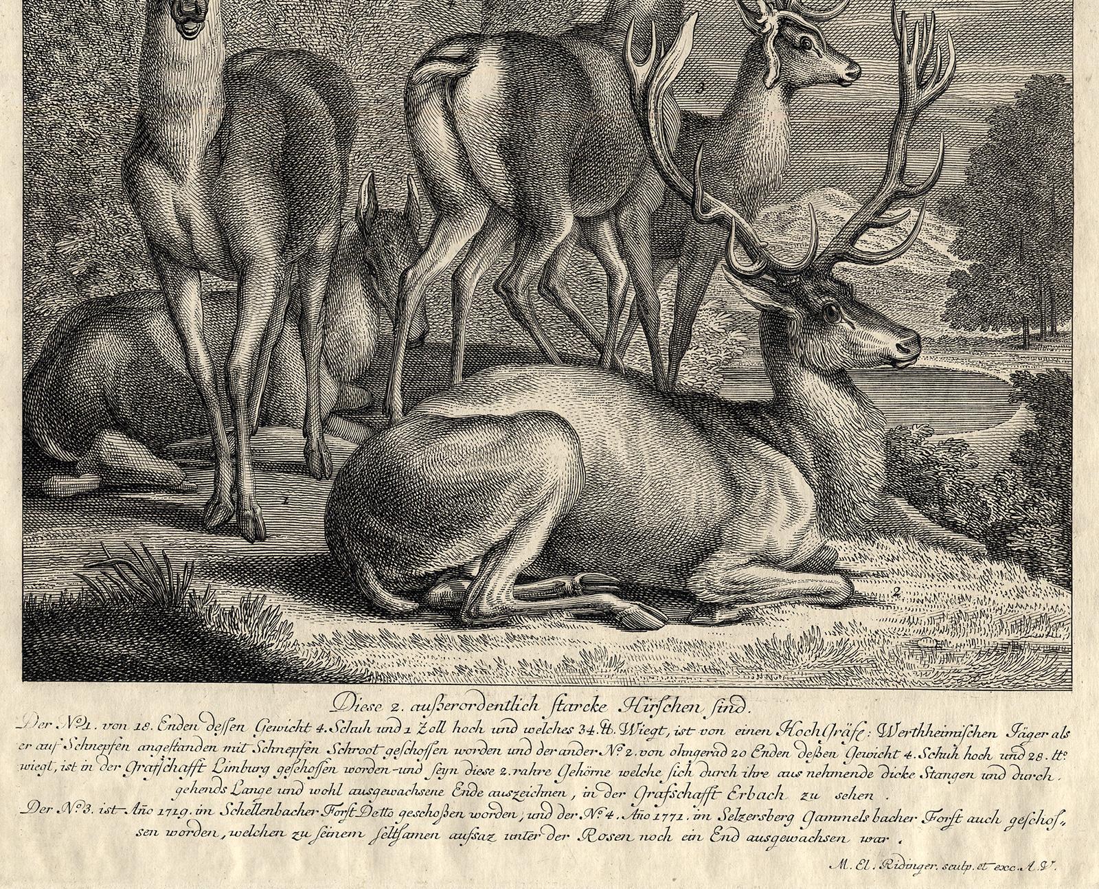 Antique hunting scene print with five deers by Ridinger - Engraving - 18th centu - Gray Landscape Print by Martin Elias Ridinger