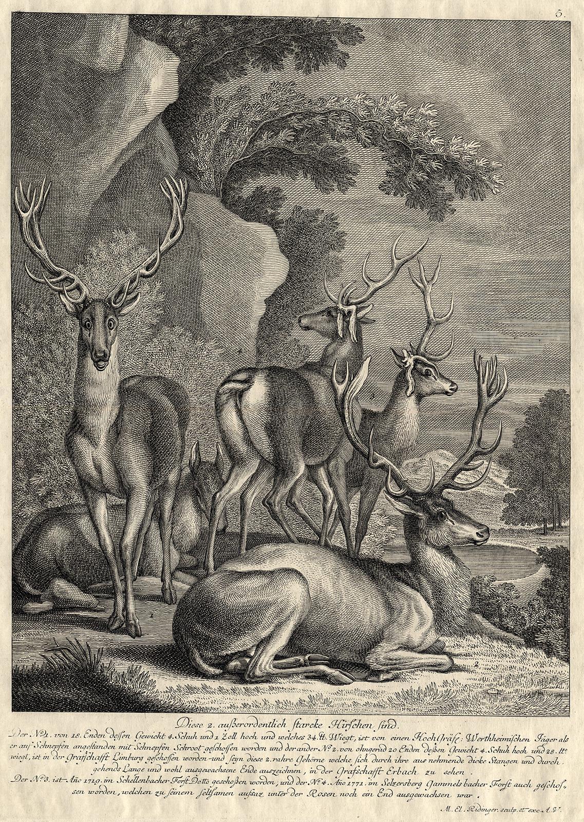 Martin Elias Ridinger Landscape Print - Antique hunting scene print with five deers by Ridinger - Engraving - 18th centu