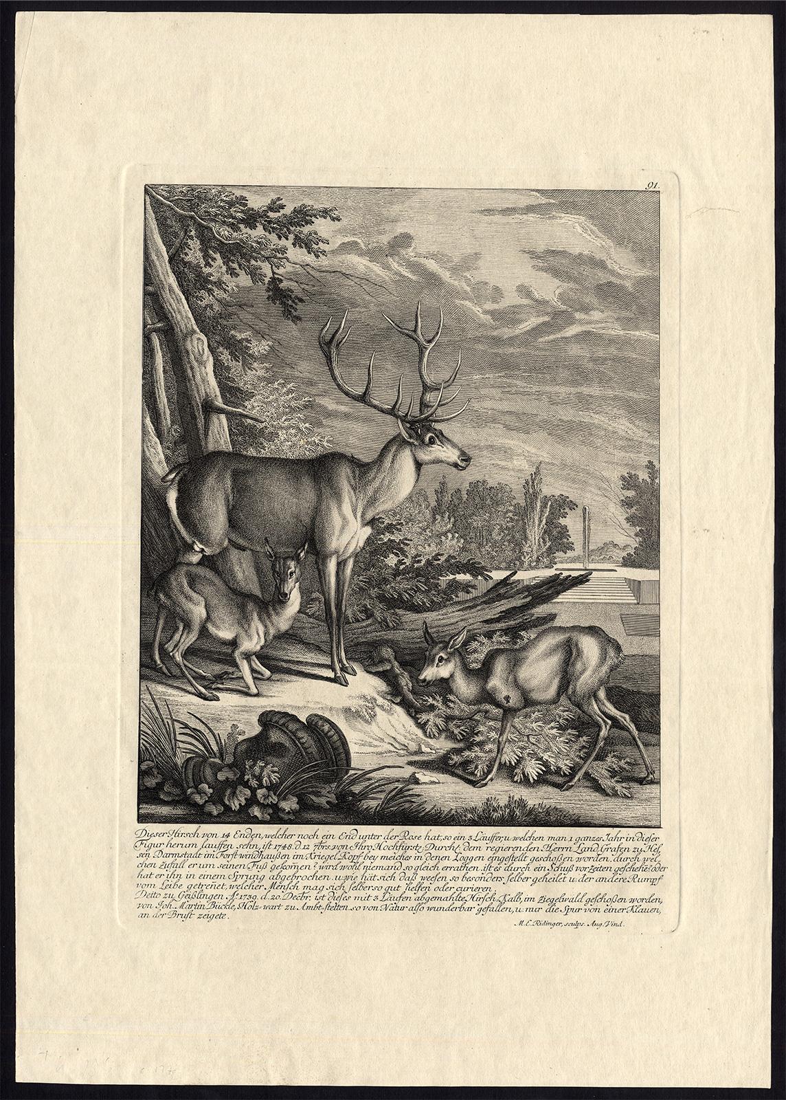 Antique hunting scene print with several deers by Ridinger - Engraving - 18th c - Print by Martin Elias Ridinger