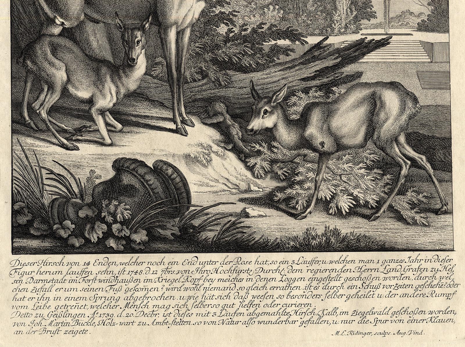 Subject: Antique print, titled: 'Diese Hirsch von 14 Enden' - Depiction of a 14 point antlered buck with two other deer.

Description:  From: 'Virtute et Ingenio. Genaue und richtige Vorstellung der wundersamste Hische sowohl als anderer besondere