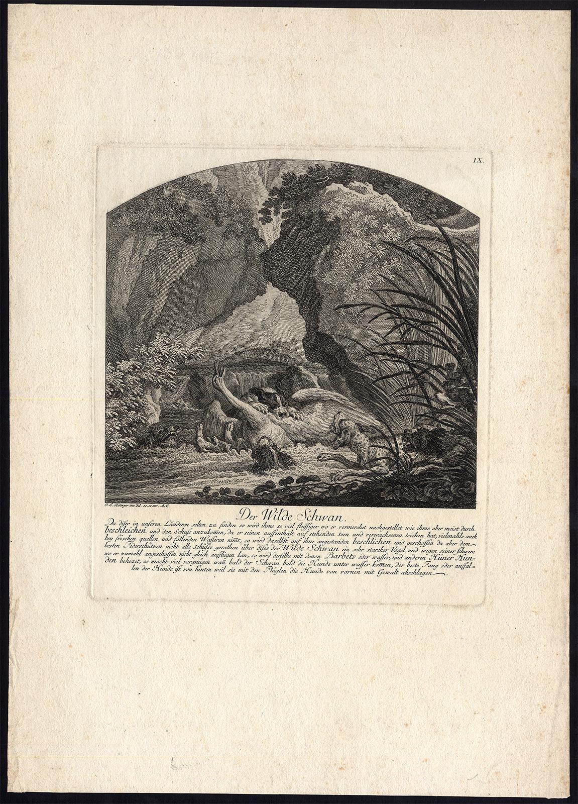 Hunting scene with a swan surrounded by dogs by Ridinger - Engraving - 18th c - Print by Martin Elias Ridinger