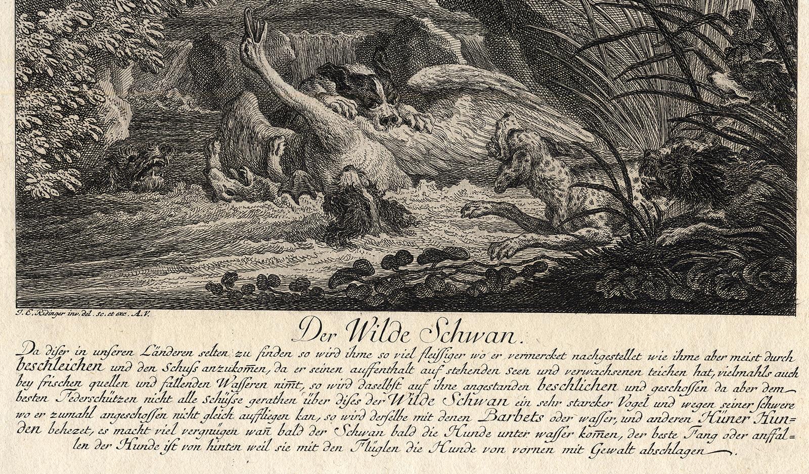 Subject: Antique print, titled: 'Der Wilde Schwan.' - (The wild swann.) Several dogs have surrounded and attack a swan in the water.

Description:  From: 'Virtute et Ingenio. Genaue und richtige Vorstellung der wundersamste Hirsche sowohl als