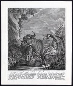 Hunting scene with water buffalo and crocodile by Ridinger - Engraving - 18th c