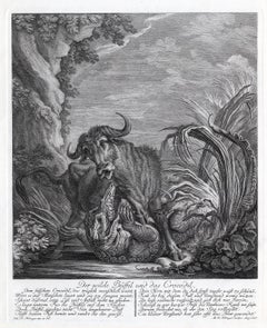 Hunting scene with water buffalo and crocodile by Ridinger - Engraving - 18th c