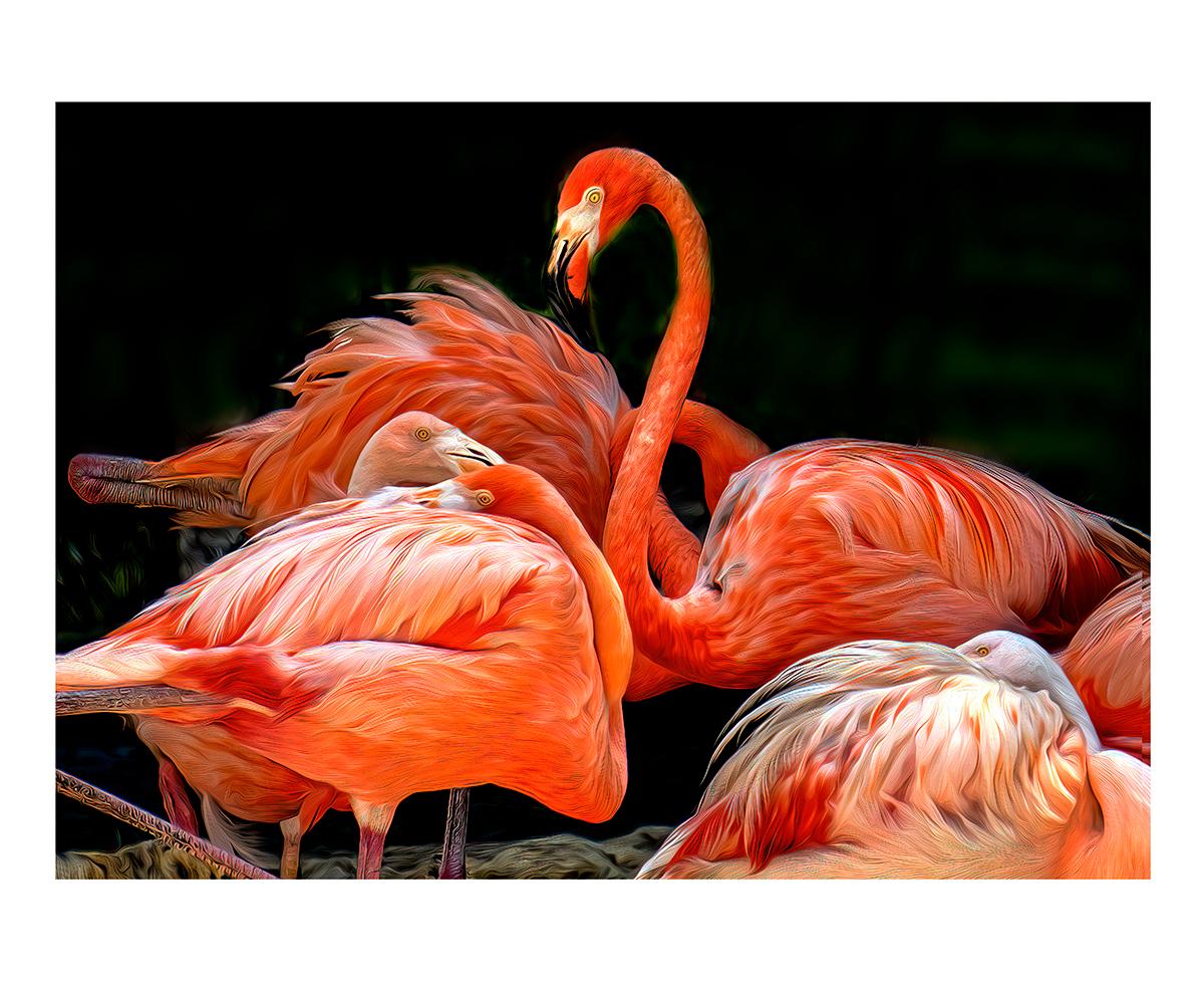 Photogravure Flamingo VII en couleur  - Print de Martin Fine