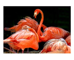 Photogravure Flamingo VII en couleur 