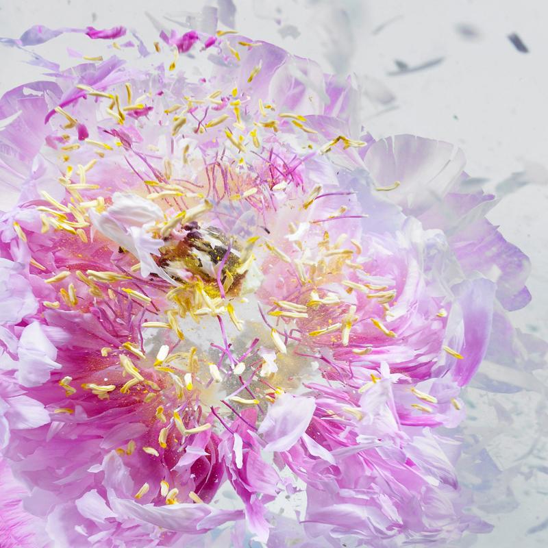 Martin Klimas, Exploding Pink Flower, Photograph, Abstract Explosion 1