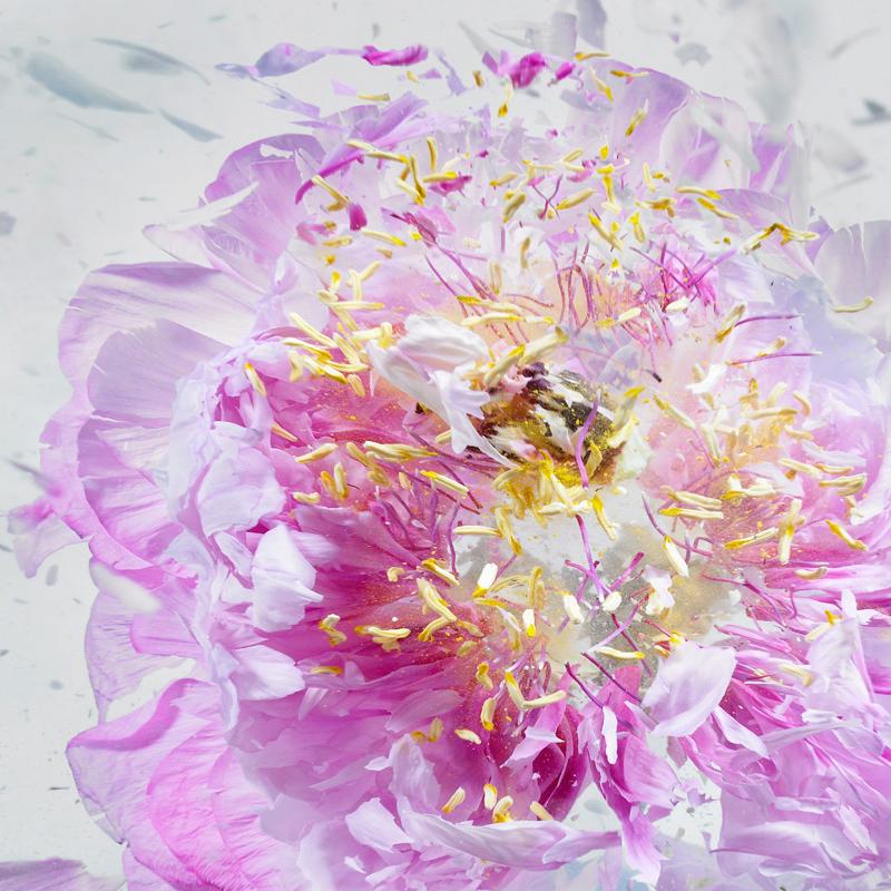 Martin Klimas, Exploding Pink Flower, Photograph, Abstract Explosion 2