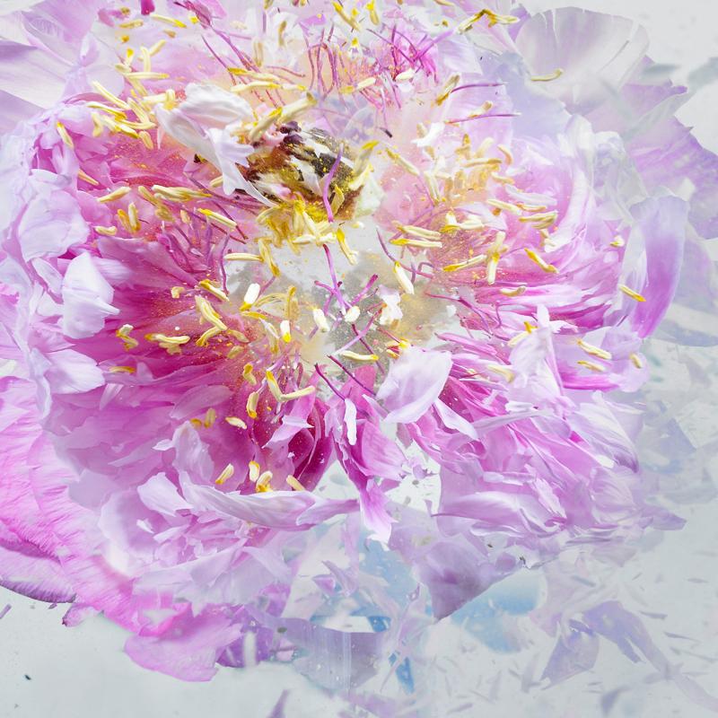 Martin Klimas, Exploding Pink Flower, Photograph, Abstract Explosion 3