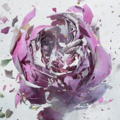 Martin Klimas, Purple Rose, Exploding Flower, Photograph, Abstract Explosion