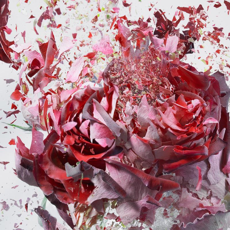 Martin Klimas, Red Rose, Exploding Flower, Photograph, Abstract Explosion For Sale 1