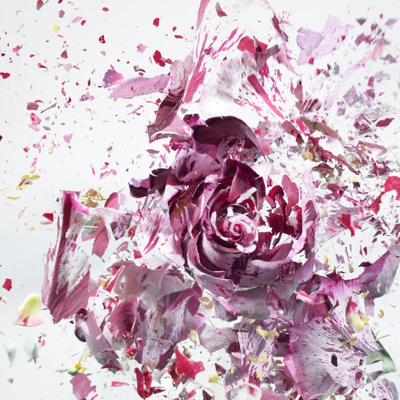 Martin Klimas, Red Rose, Exploding Flower, Photograph, Abstract Explosion For Sale 1