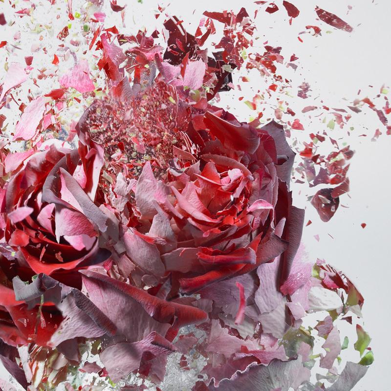 Martin Klimas, Red Rose, Exploding Flower, Photograph, Abstract Explosion For Sale 2