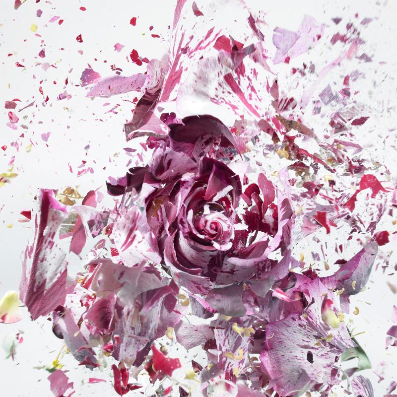 Martin Klimas, Red Rose, Exploding Flower, Photograph, Abstract Explosion For Sale 2