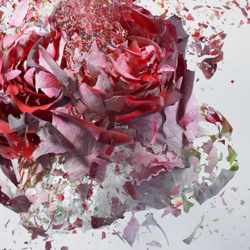 Martin Klimas, Red Rose, Exploding Flower, Photograph, Abstract Explosion For Sale 3