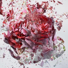 Martin Klimas, Red Rose, Exploding Flower, Photograph, Abstract Explosion