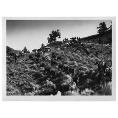 Horses in a Valley, Silver Gelatin Print