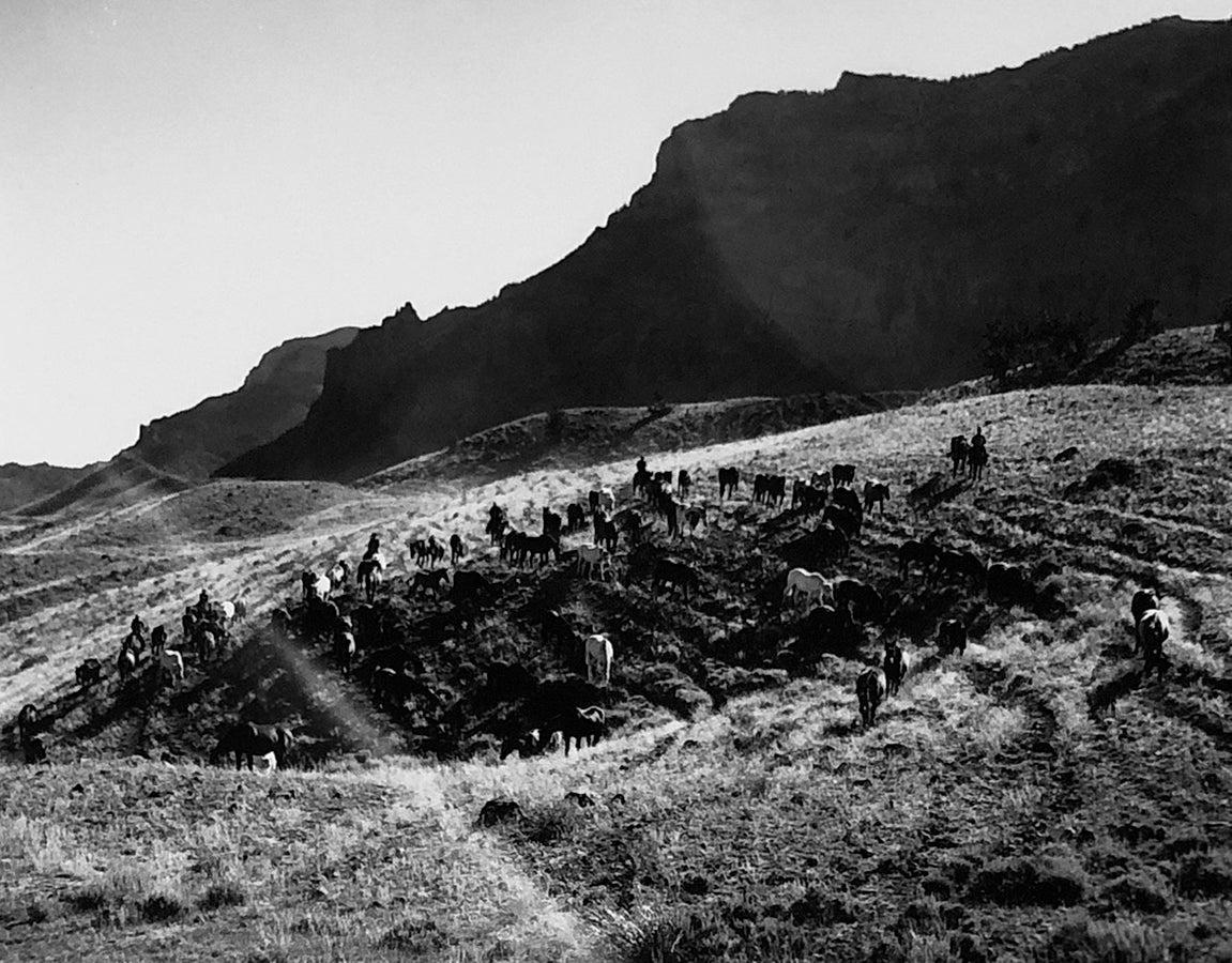 Horses with Mountains, Silver Gelatin Print, Landscape Photography 2