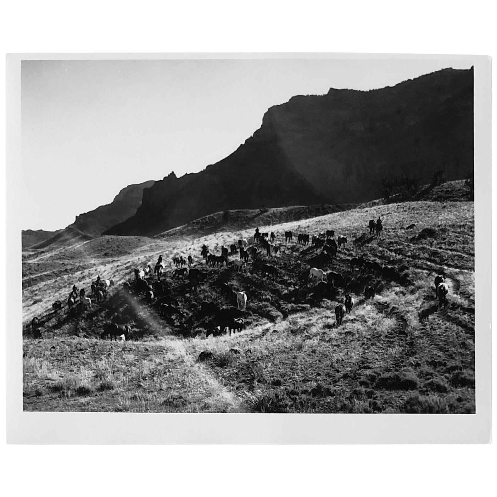 Martin Munkacsi Black and White Photograph - Horses with Mountains, Silver Gelatin Print, Landscape Photography