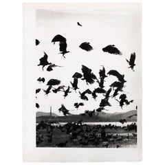 Birds in Flight, Silver Gelatin Print
