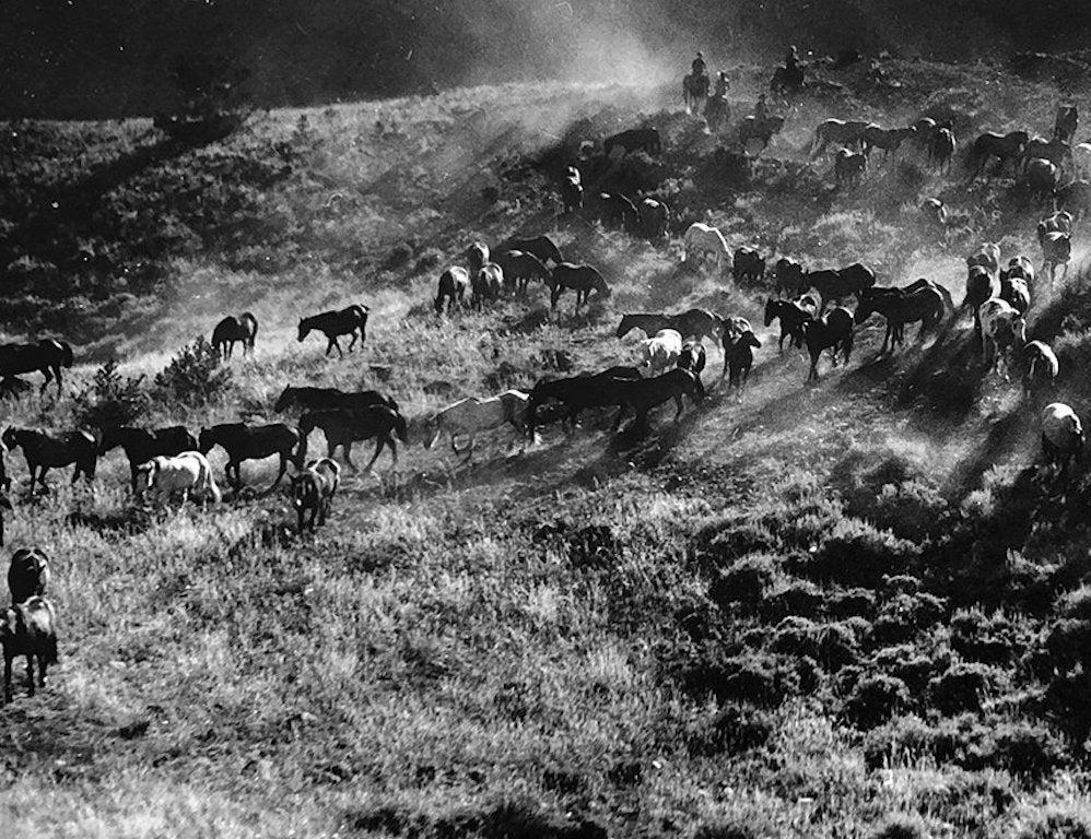 Roaming horses by Martin Munkacsi
Silver Gelatin Print
Image size: 9.63 in. H x 13 in. W
Sheet size: 10.38 in. H x 13.5 in. W
Stamped on verso 'copyright Estate Martin Munkacsi'

Martin Munkácsi (born Mermelstein Márton; 18 May 1896 – 13 July 1963)