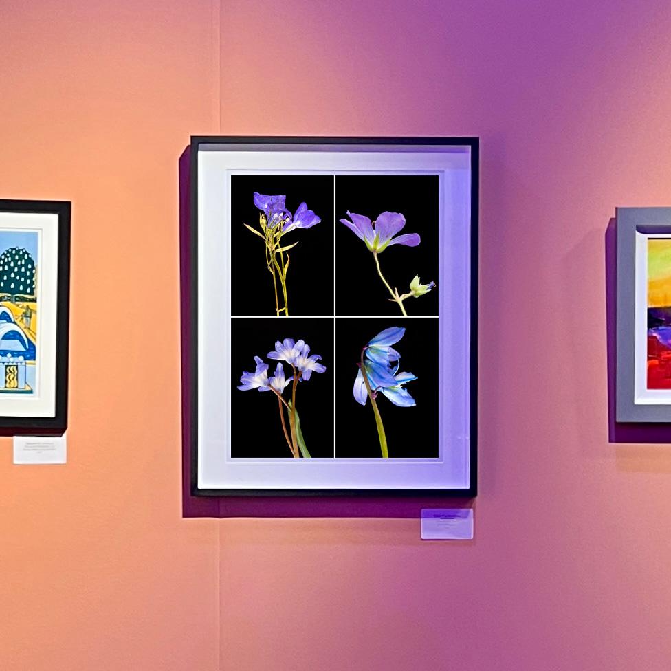 Lobelia - Floral Botanical Nature Farbfotografie im Angebot 3