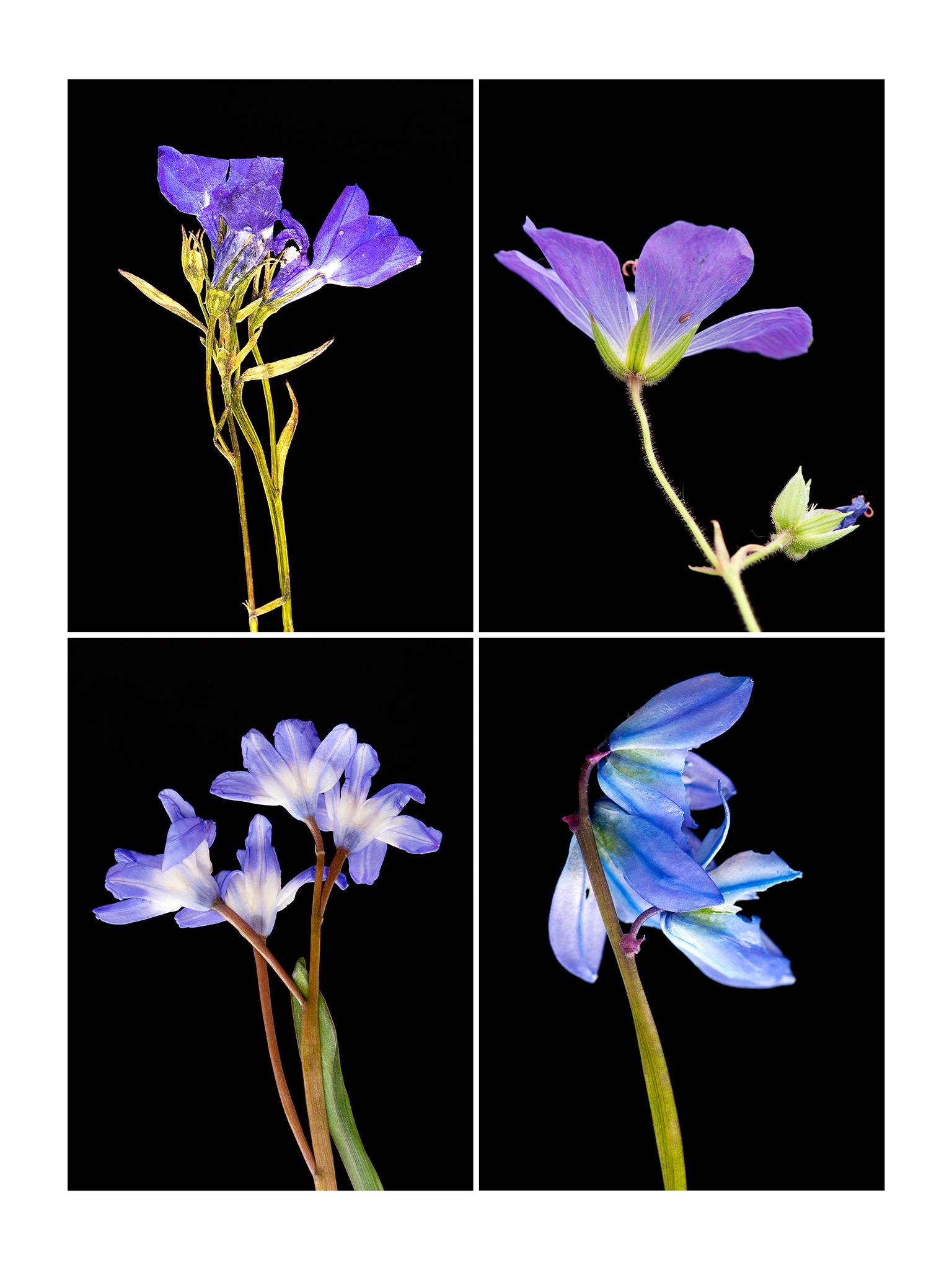 Lobelia, botanical pressed flower photograph by Martin Parker.

Martin's innovative photographs are created from plants grown by himself in his garden and greenhouse in Cambridge. A keen horticulturist, he cultivates his own plants and flowers, the