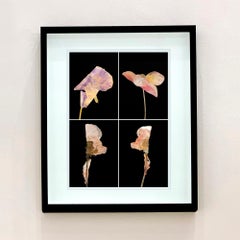 Pansy - Floral Botanical Nature Color Photograph