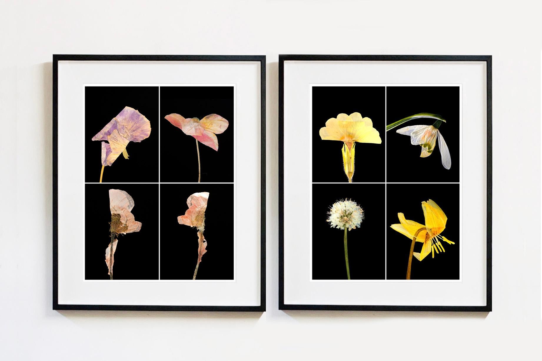 Schlüsselblume - Floral Botanical Nature Farbfotografie (Zeitgenössisch), Photograph, von Martin Parker