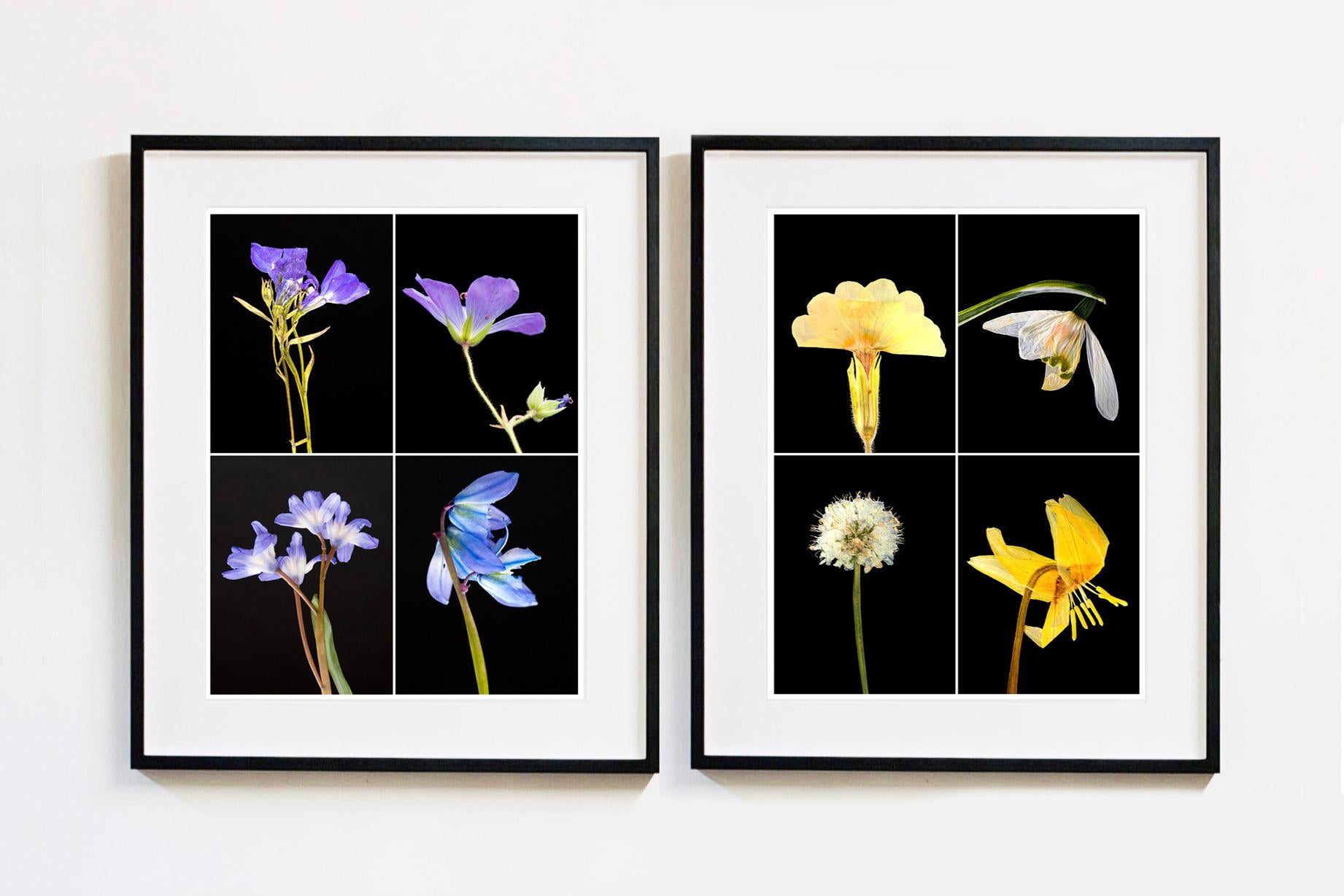 Primula - Floral Botanical Nature Color Photograph For Sale 8