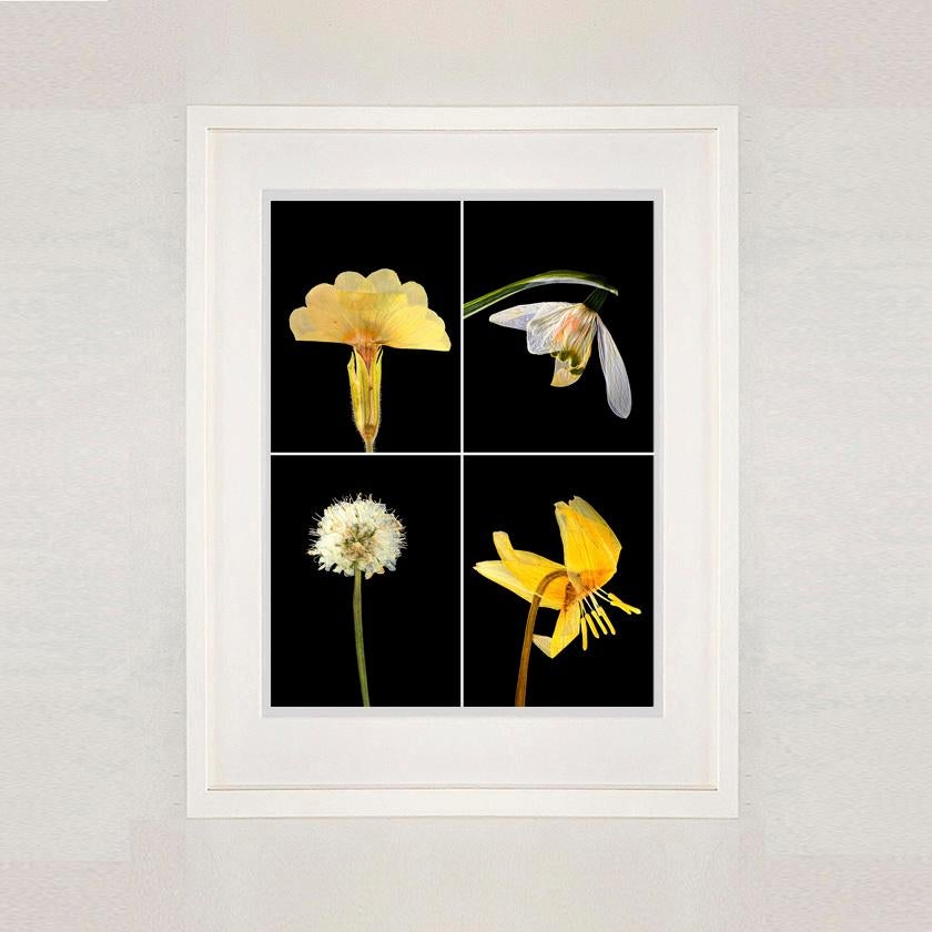 Primula - Floral Botanical Nature Color Photograph For Sale 9