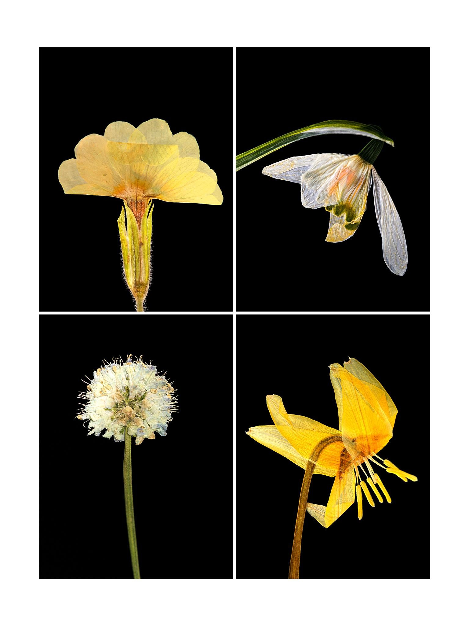 Primula, botanical pressed flower photograph by Martin Parker.

Martin's innovative photographs are created from plants grown by himself in his garden and greenhouse in Cambridge. A keen horticulturist, he cultivates his own plants and flowers, the