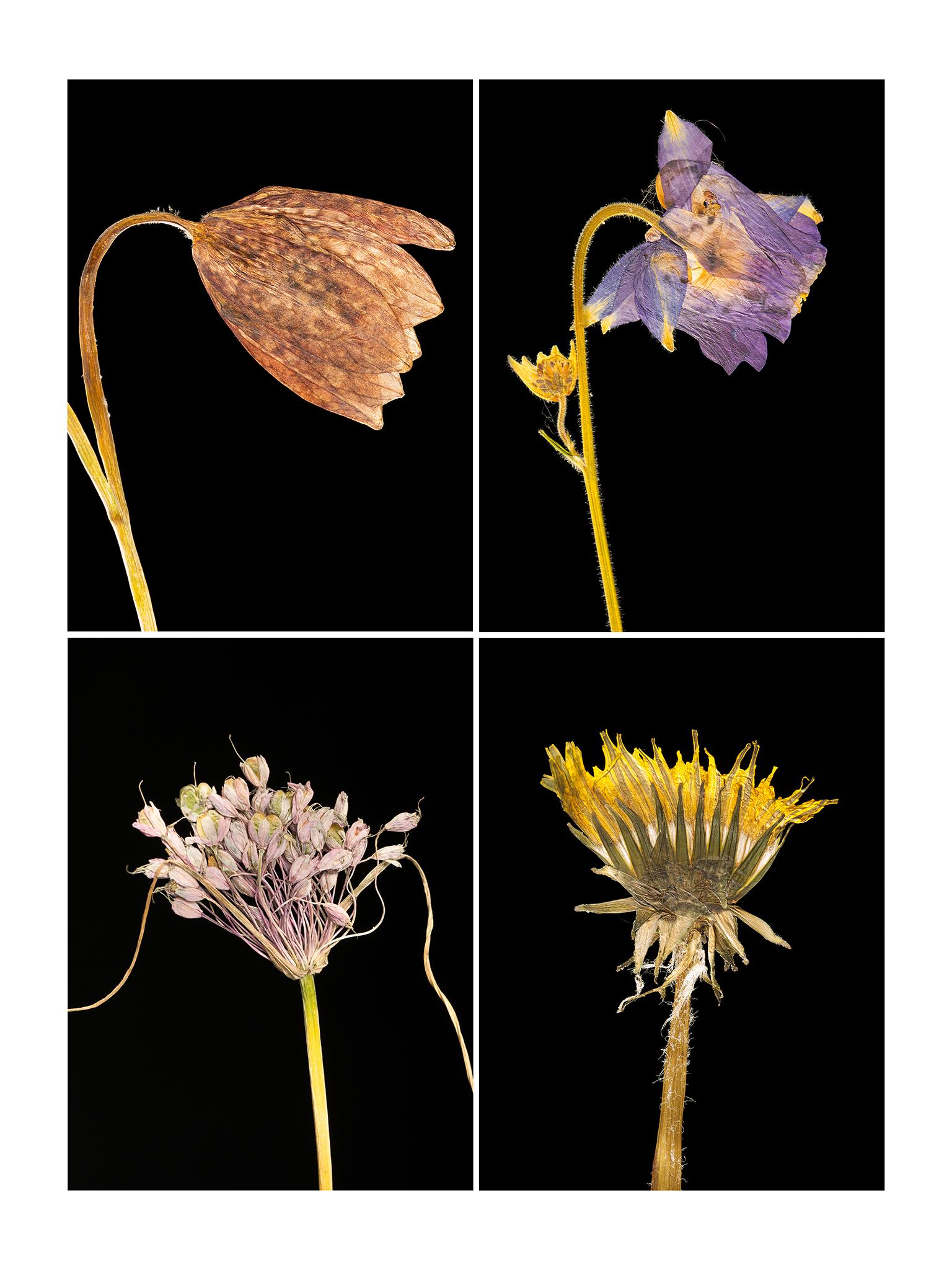 Set of Four Framed Floral Botanical Nature Color Photograph For Sale 8