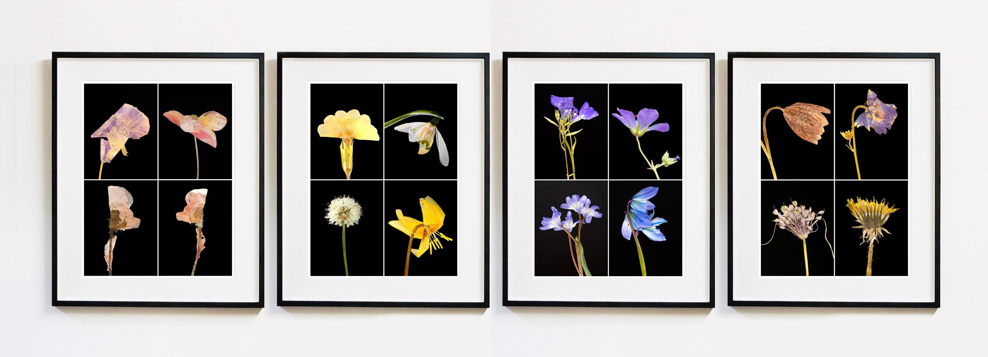 Set of Four framed botanical pressed flower photograph by Martin Parker.

Martin's innovative photographs are created from plants grown by himself in his garden and greenhouse in Cambridge. A keen horticulturist, he cultivates his own plants and
