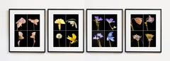 Set di quattro fotografie a colori con cornice Floral Botanical Nature