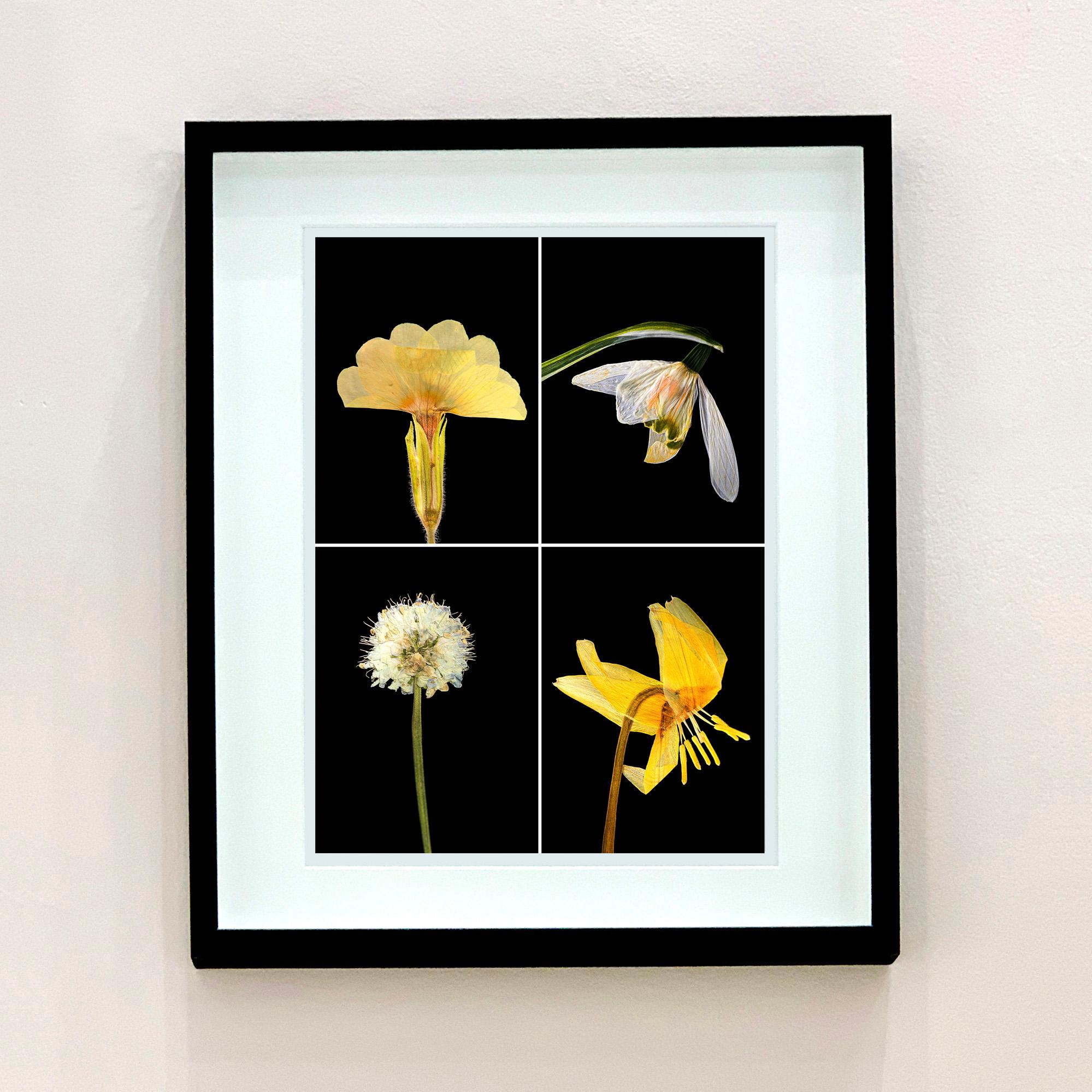 Ensemble de quatre photographies encadrées de fleurs, de plantes et de nature en couleur en vente 1