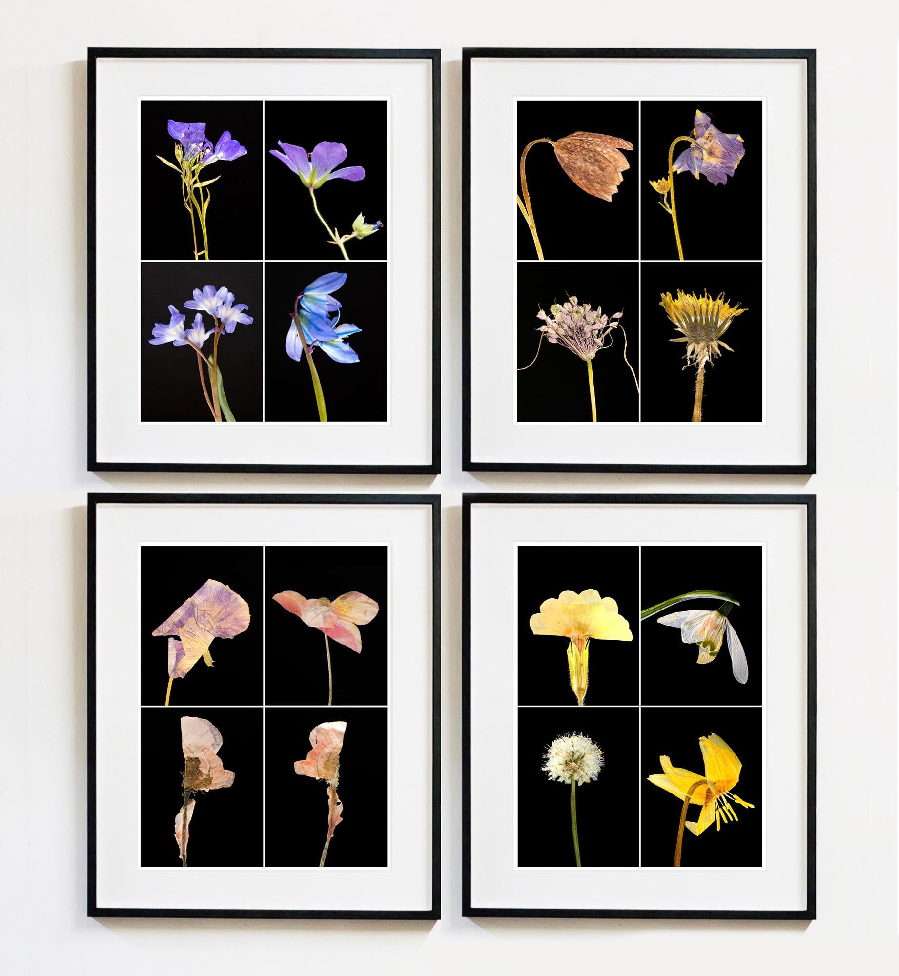 Set of Four Framed Floral Botanical Nature Color Photograph