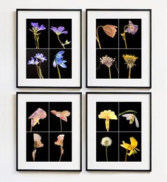 Set of Four Framed Floral Botanical Nature Color Photograph