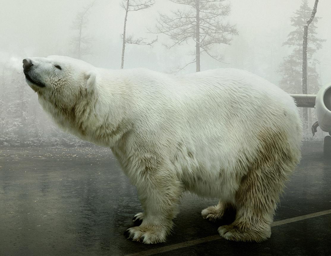 Bear With Me  - Photograph by Martin Stranka