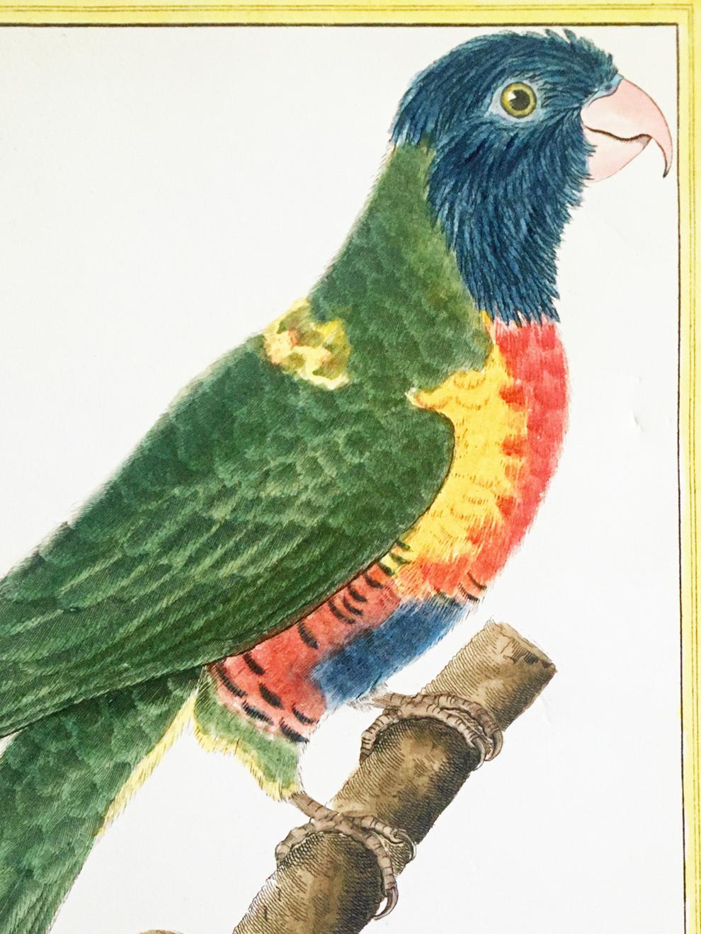 A large hand-colored copper plate engraving on hand woven paper of a colorful parrot perched on a tree stump by Francois Nicolas Martinet, French, (b.1731-c.1804). It is signed by the artist in the bottom left and numbered 743 in the top left corner