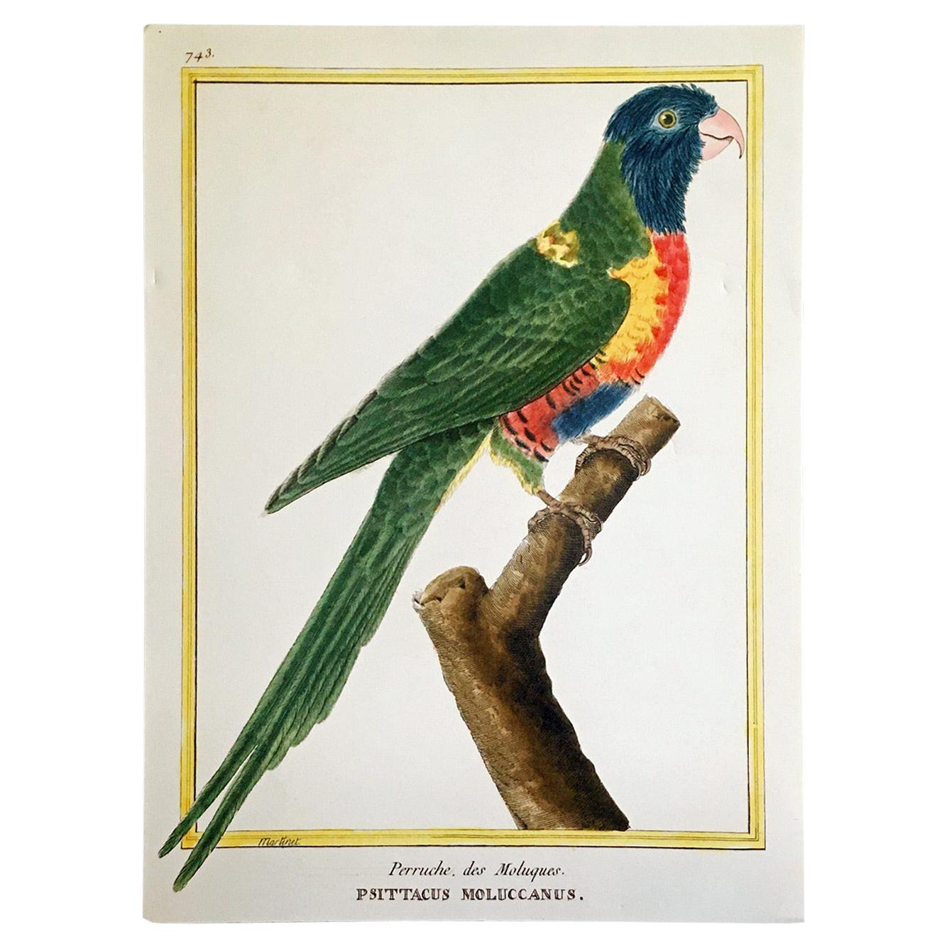 Martinet Copper Plate Engraving of a Parrot For Sale
