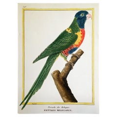 Martinet Copper Plate Engraving of a Parrot