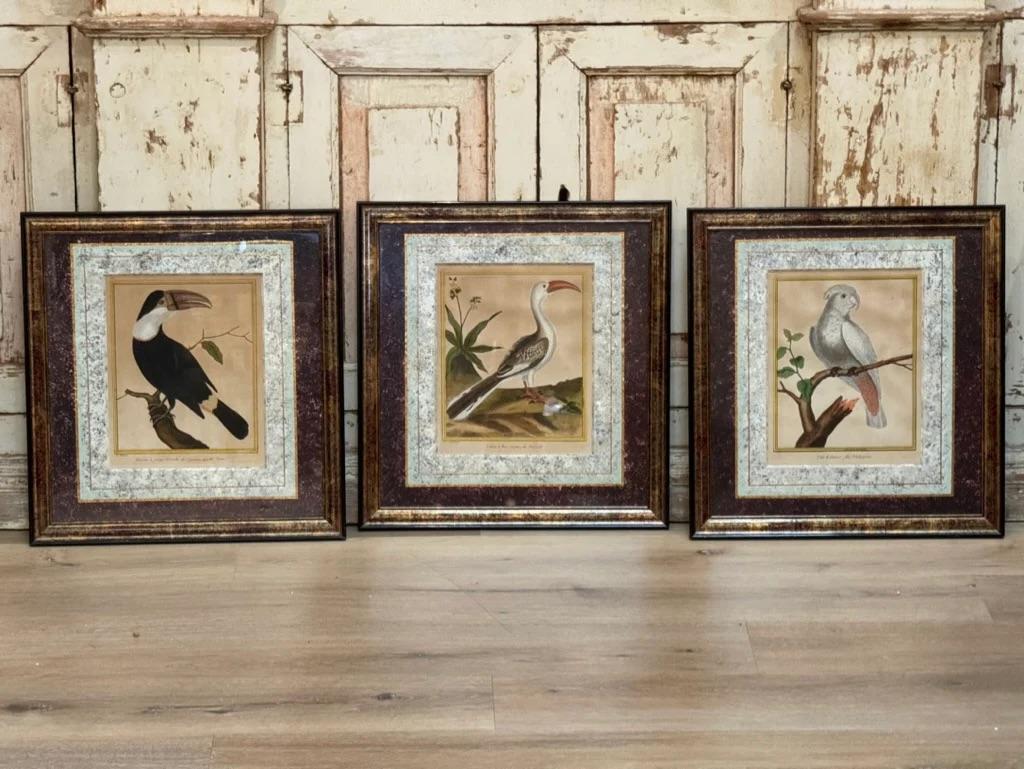 Ensemble de 3 gravures anciennes d'oiseaux colorées à la main par Martinet, représentant un Toucan, un Calau et un Petit Kakatoès (français), fin du XVIIIe siècle.  Joliment encadré et recouvert d'un passe-partout. Art : 10