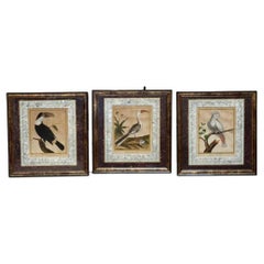 Antique Martinet Engravings, Framed, Set of Three, Late 18th Century